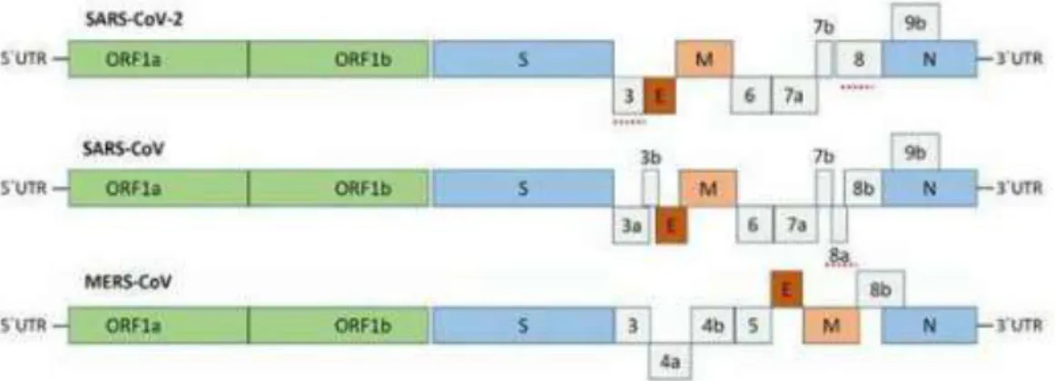 Figure 5: Betacoronaviruses genome organization; The Betacoronavirus for human (SARS-CoV-2, SARS-CoV and  MERS-CoV) genome comprises of the 50-untranslated region (50UTR), open reading frame (orf) 1a/b (green box)  encoding  non-structural  proteins  (nsp)