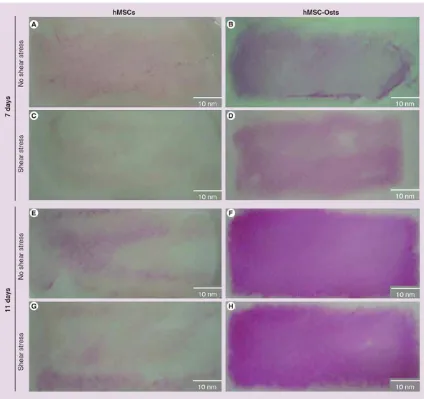 Figure 3. Alkaline phosphatase stain of human mesenchymal stem cells and humanmesenchymal cells exposed to osteogenic supplements exposed to shear stresshMSC: Human mesenchymal cell; hMSC-Osts: Human mesenchymal cells exposed togroups upon exposure to flui