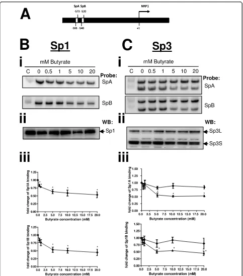 Figure 3 Sp1 has reduced affinity for the NRP-1 promoter after butyrate treatmentreduced at both SpA and SpB, whereas Sp3specifically the two distinct Sp consensus sequences SpA and SpB, is shown (A)