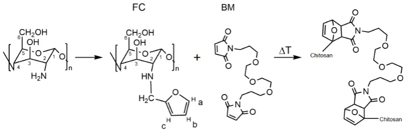 Figure 4. Synthetic scheme for the preparation of N-(furfural) chitosan by reductive amination, FC, and Diels–Alder cycloaddition with a bismaleimide giving chitosan hydrogel
