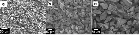 Figure 1. SEM images showing the morphology of the: 