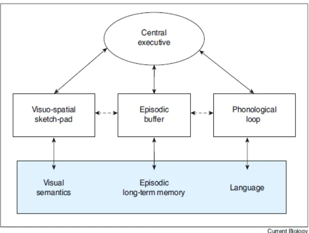 Figure 2.1. Baddeley’s revised multicomponent model of the working memory. It includes 