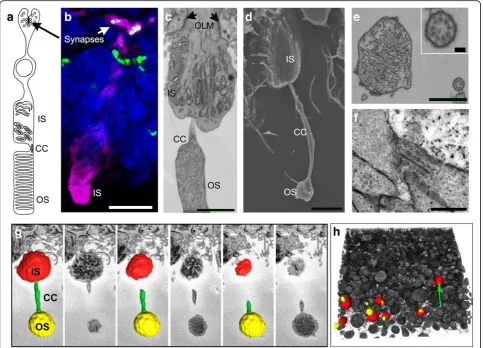 Fig. 5 Ultrastructural and topographical analysis of human hPSC-derived neuroepithelia and photoreceptor cells at early stages of development.magenta) and its ribbon synapse (RIBEYE, green, arrow)