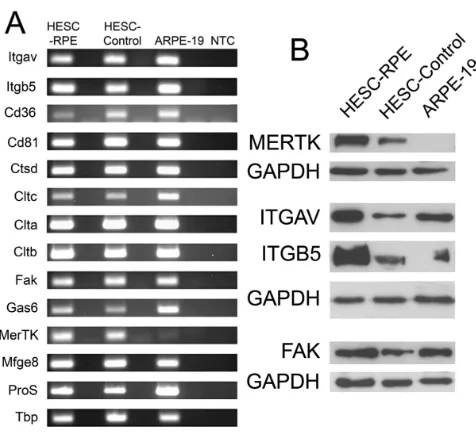 Figure 4. HESC-derived RPE cells express molecules required forPOS specific phagocytosis