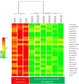 Table 1: Representation of selected gene expression  fold change.  Genes  Fold change  ND vs  CCD  PHF vs CCD  CCL vs CCD  CALB1  2.895  -1.698  -2.392  SOX10  2.213  -2.148  -2.084  KLF15  0.999  -1.329  -0.290  UTS2R  1.281  -1.295  -0.797  CSRP3  -4.748
