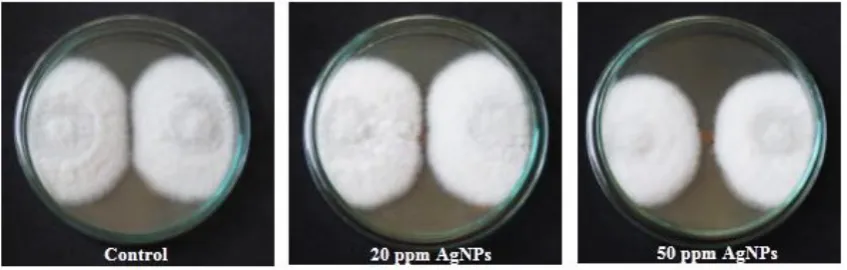 Figure 2. Antifungal activity in a control plate (no AgNP coating) and test plate with different concentrations of AgNPs coated paper, for 7 days and after 2 days of incubation
