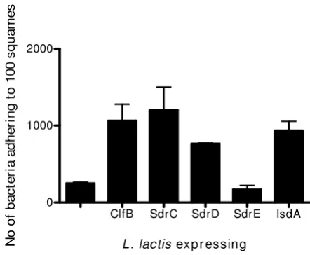 Figure 1desquamated nasal epithelial cellsAdherence of L. lactis expressing different surface proteins to Adherence of L
