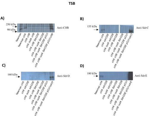 Figure 2Western immunoblot to detect expression of ClfB, SdrC, SdrD and SdrEubilised by lysostaphin and run on 7.5% SDS-PAGE gels