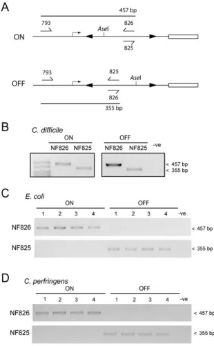 Fig. 9. DNA inversion is speciﬁc toC. difficileC. perfringensPCRs were carried out to determine whetherDNA inversion of the and does not occur in or E