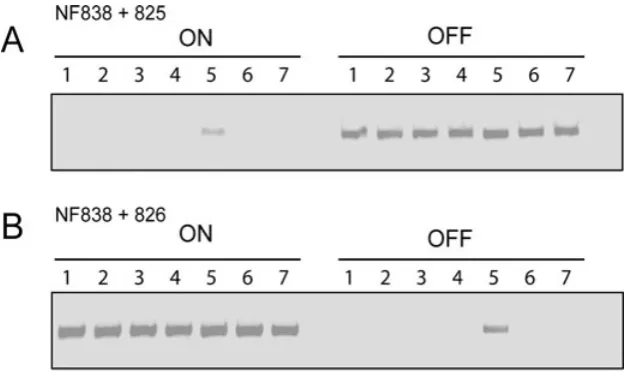 Fig. 10. Identiﬁcation of a recombinasein both the ON to OFF and OFF to ONwith pUC19 plasmids carrying theswitch in either the ON or OFF orientations(pCBR026 or pCBR027)