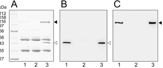 Fig. 1. Domain architecture of CwpV. The N-terminus of CwpVcontains a signal sequence (black), followed by three PF04122 cellwall anchoring motifs (grey) and a region of unknown function(white)