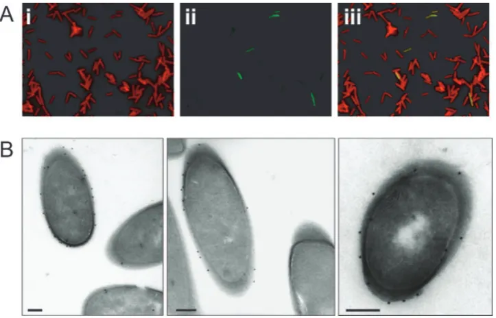 Fig. 3. Phase variable expression of CwpV.anti-CwpVrpt1 (green) showing a fraction of bacteria labelled