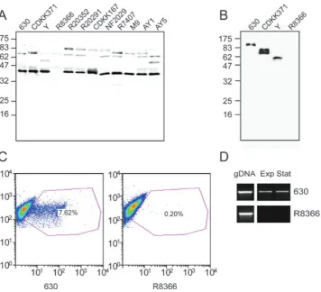 Fig. 4. Expression of cwpV is seen in all strains except R8366.
