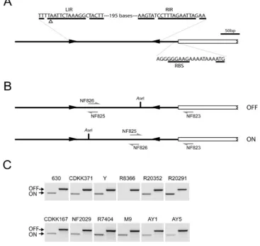 Fig. 5. The region upstream region of cwpV contains inverted repeats and undergoes DNA inversion.A