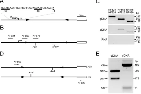 Fig. 6. Transcription of cwpV in C. difficile.A. Diagrammatic representation of the cwpV promoter and transcriptional start site as determined by 5′ RACE.B and C