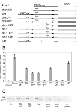 Fig. 7. Analysis of transcription from PC. difficileC. PCR analysis of DNA isolated fromcultures using primers to detect the ON (left)630 containing plasmids with differentcomponents of thepCBR037; ON LIR*, pCBR039; ON RIR*,pCBR041; short OFF, pCBR036; OFF