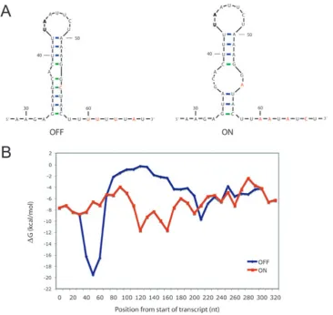 Fig. 8. RNA structure and free energy predictions of the cwpV DNA switch.A. Predicted RNA structures found at the junction between the LIR and the region of inversion