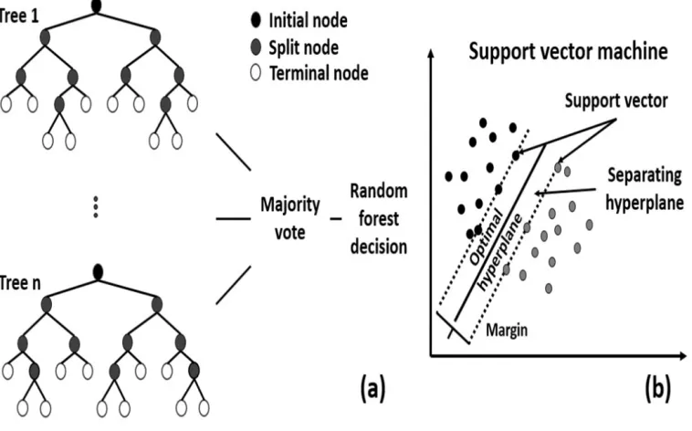 Figure 4. Structure of random forest algorithm (a) and support vector machine algorithm (b) 