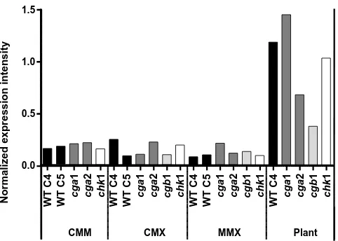 Figure 5. C. heterostrophus BPH expression profile. Microarray (Affymetrix Chip) normalized expression results indicate tran-script levels of WT (C4 and C5) and the signal deficiency mutant strains in different media and in maize plants infected leaves