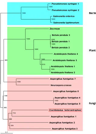 Figure 2. C. heterostrophus CipA phylogenic relationship to closely related sequences
