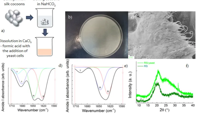 Figure 1. (a) Scheme of silk fibroin production using regenerated silk.  (b) Visual appearance of the 
