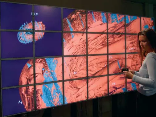 Figure 4. Display wall user viewing the long section of the whole rabbit heart. Navigation isperformed using the handheld wireless controller.