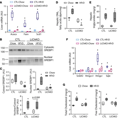 Figure 3. LiChKO mice fail to increase de novo lipogenesis or cholesterol synthesis in response to high-fructose feeding