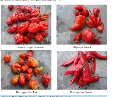 Figure 1. The yield performance of harvested pepper accessions.                           