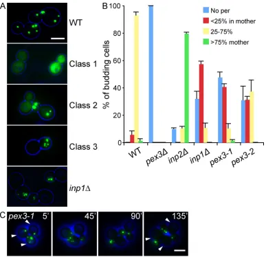 Figure 1. Isolation of a new class of pex3 mutants. (A) pex3 cells expressing the lumenal peroxisomal marker GFP-PTS1 were transformed with plasmids containing a WT PEX3 allele or a representative member of each pex3 mutant class