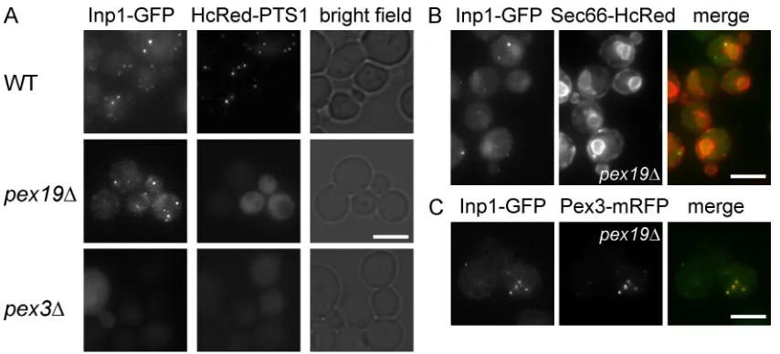 Figure 2. Inp1p localization in peroxisome-deﬁcient cells. A plasmid that expresses Inp1p-GFP under the control of its endogenous promoter was trans-formed into WT (A), pex19 (A–C), and pex3 (A) cells expressing HcRed-PTS1 (A), Sec66p-HcRed (B), and Pex3