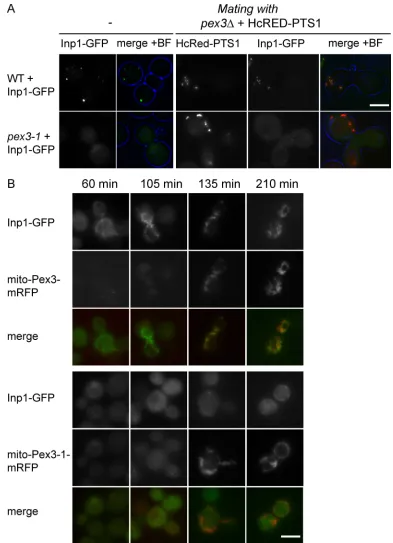 Figure 5. Pex3-1p fails to recruit Inp1p-GFP to peroxisomes.indicated. Signals of mito-Pex3p and mito-Pex3-1p are directly comparable; Inp1p-GFP signals are more enhanced in  (A) WT and pex3-1 cells expressing Inp1p-GFP at endogenous levels were mated with
