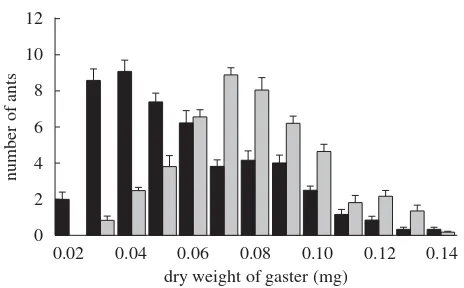 Figure 2. Corpulence distribution, measured as gaster dryweight of worker ants in the two age cohorts, mean(meannANOVA:gaster dry weight (black bar; 0.0583 þ s.e., ¼ 6colonies.Callowgasterdryweight(greybar)+s.d