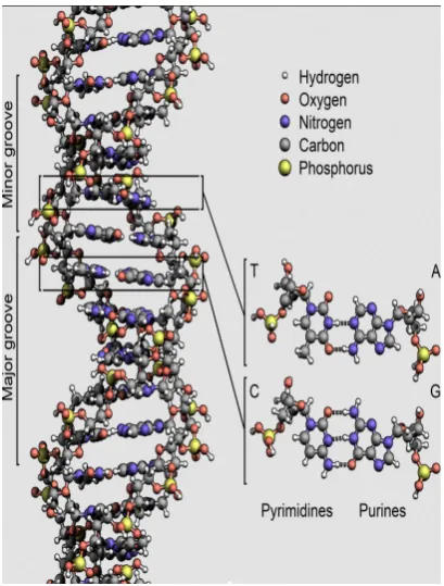 Figure 1. The double-helical structure of DNA and basepairing. Complementary bases are held together as a pair byhydrogen bonds