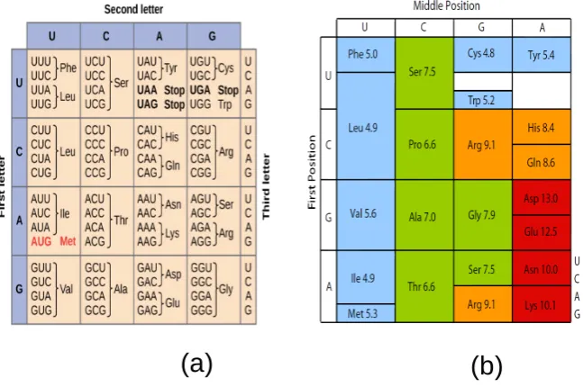 Figure 2. (a) the generic codon table for RNA, (b) thecodon table colored by amino acid polar requirement values[19].