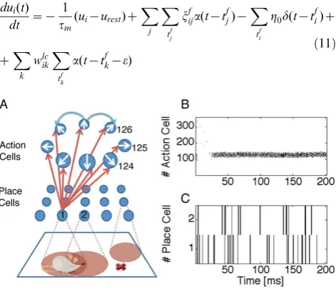 Figure 2. Hippocampal model. A: Schematic overview. Place cellsare connected via all-to-all feedforward connections (red) to the actioncells, which in addition receive lateral input (light blue) via connectionswith a mexican hat profile (not all connection