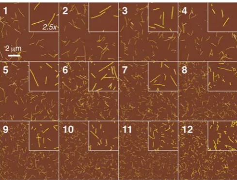Fig. 1. TM-AFM height images of samples with long-straight ﬁbrils formedfrom b2m in vitro at pH 2.0