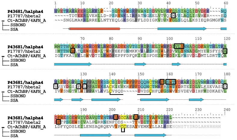 Figure 3The final alignment between the template and the target with the secondary structure prediction is shown in dues Y98, W154 and Y195from the These core residues played key roles in the structure-guided mutagenesistween the human aligned well between