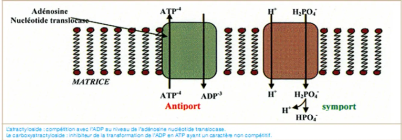 Fig. 5. Échange ATP/ADP à travers la membrane mitochondriale- [30] 
