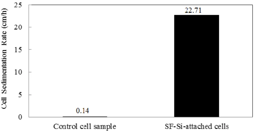 Figure 5. Sedimentation rate of Chlorella sp. microalgae before and after the addition of SF-Si 