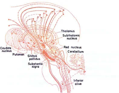Figure 2. 4 The location of the substantia nigra in the brain (this Figure was obtained from Guyton [1977J) 
