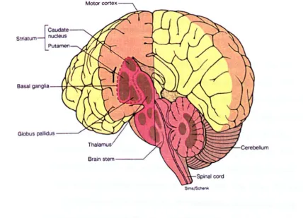 Figure 2.5 The locations of the globus pallidus and striatum in the brain (this figure was obtained from Fox [1990]) 