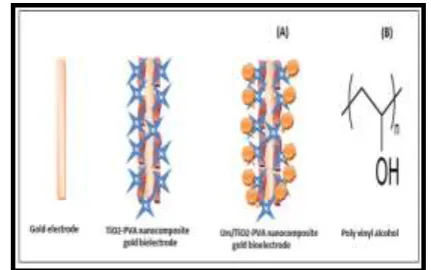 Figure 1: [A] Schematic diagram for immobilization technique used for development of urea biosensor [B] Poly vinyl alcohol (PVA) structure 