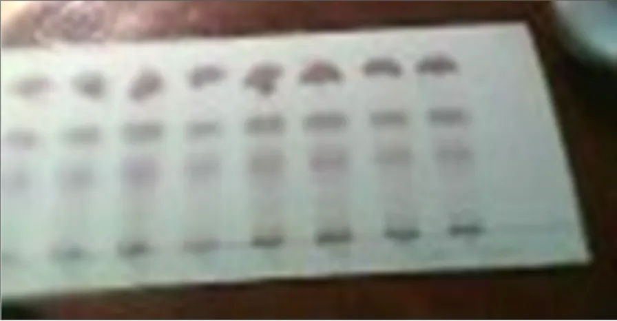 Fig 1: Différents spots obtenus après chromatographie sur couche mince