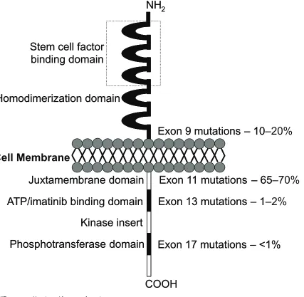 Figure 1 KIT receptor and location and frequency of mutations.