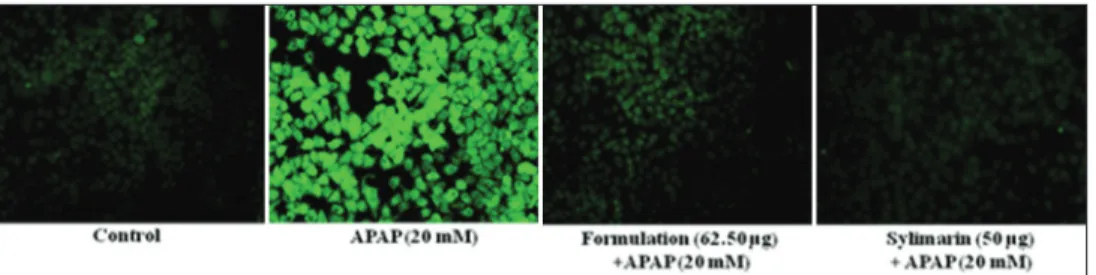 Figure 3 shows a significant increase an intracellular ROS  formation in APAP (20 mM) induced in HepG2 cells as compared  to control cells