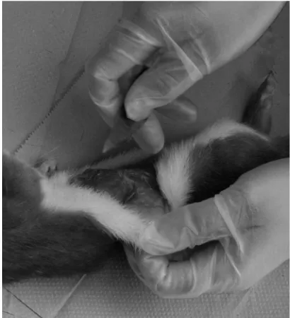Figure 4.6 The ß int used to skin the second stoat. Photo taken by Pat Hadley.