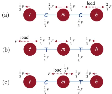 FIG. 2: Force balance on the spheres and the linkers for aswimmer moving to the right, when the external loadmiddleeach linker is undering to the right) is attached to the (a) F (act- head, (b) tail, or (c) of the swimmer