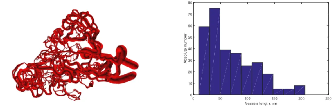 Figure 3. Left: An artificially generated 3D blood vessel network (for a sphere with a diameter of about 200