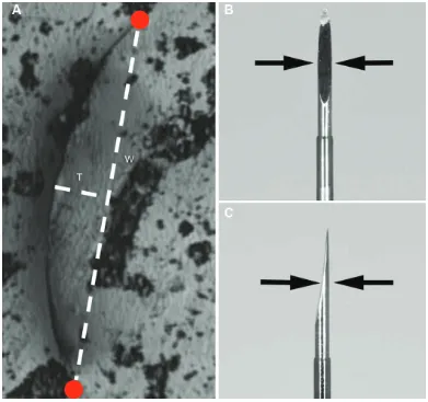 Figure 1 Photographs of blade penetration and observation of wound structure.Notes: (A) a 10-mm silicone disc was mounted at 30° relative to the blade