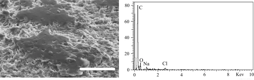 Figure 6: SEM micrograph (bar = 10 μm) of a PP membrane following filtration of the Meredith Char fraction showing discrete surface patches and aggregation of small particulate matter